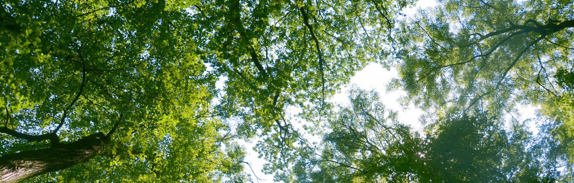 Organisatiestrctuur TOPGGz