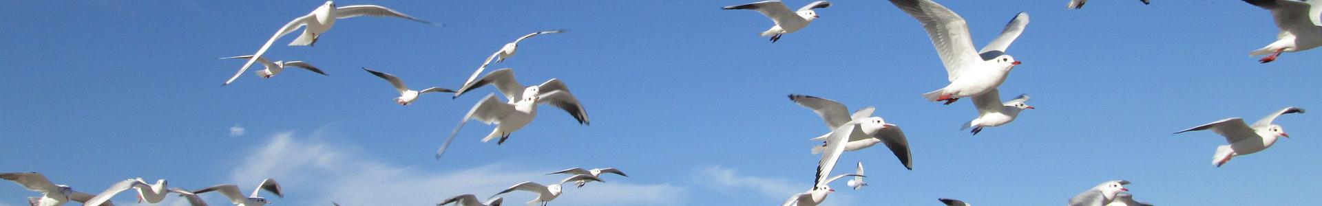 Concentratie en spreiding TOPGGz