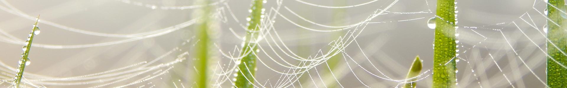 Onderzoeksnetwerk angst, dwang en psychotrauma