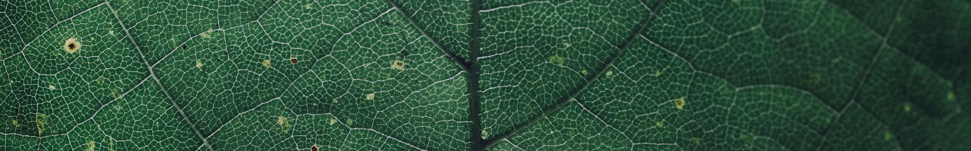 Samenwerken in netwerken